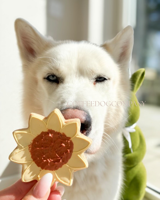 Sunflower biscuit x2